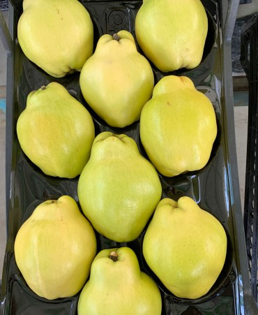 Ayva
